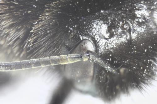 Bombus sp.